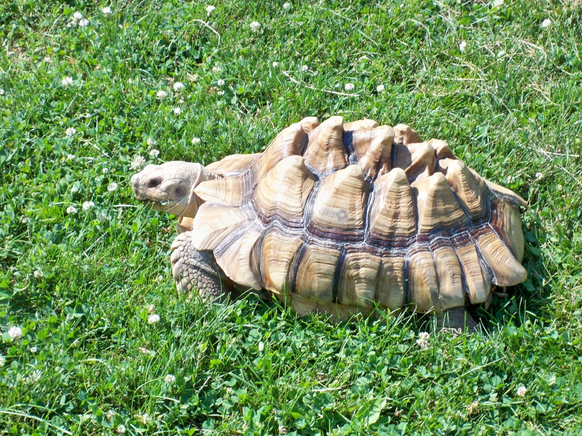 The tortoises live outside among the 86 acres blanketed by Technomad audio