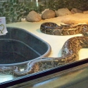 The pythons live in The Reptile House, with Vernals on the outside