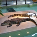 The alligators live in The Reptile House, with Vernals on the outside