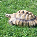 The tortoises live outside among the 86 acres blanketed by Technomad audio